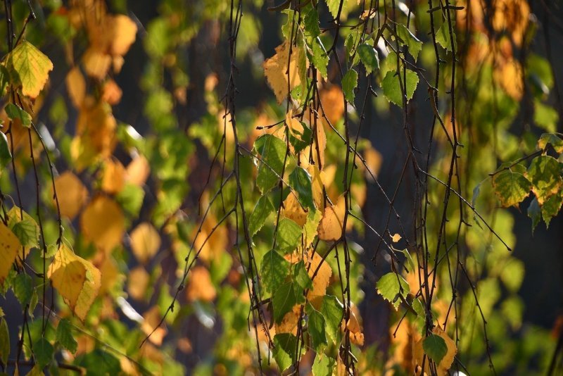 Берёза повислая листья осенью