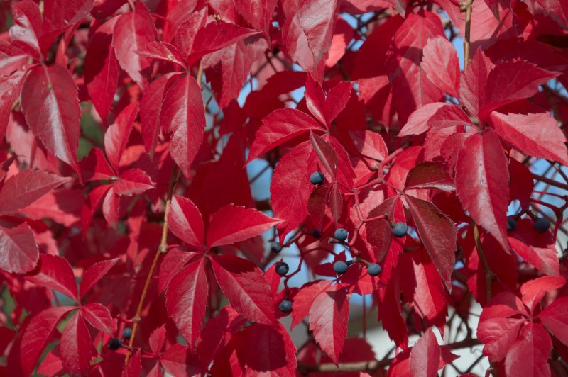 Кустарник с красными листьями Буш