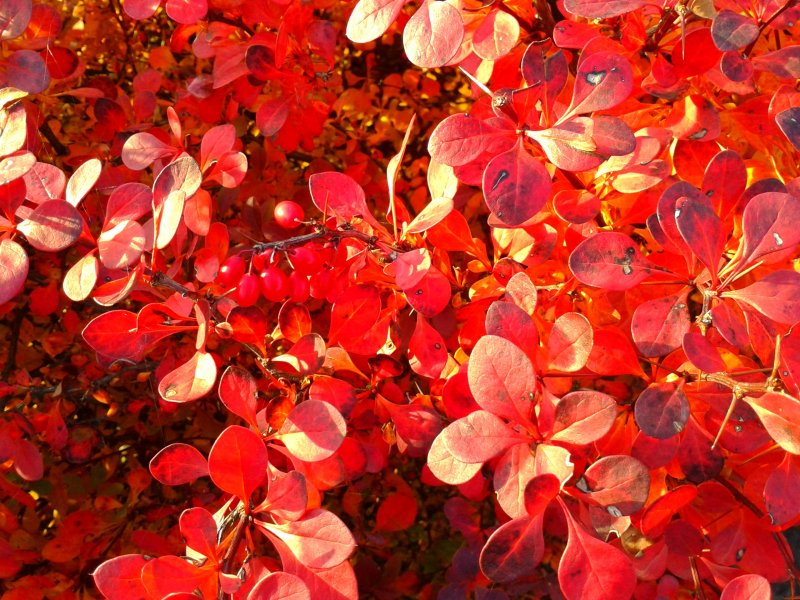 Кустарник с красными круглыми листьями