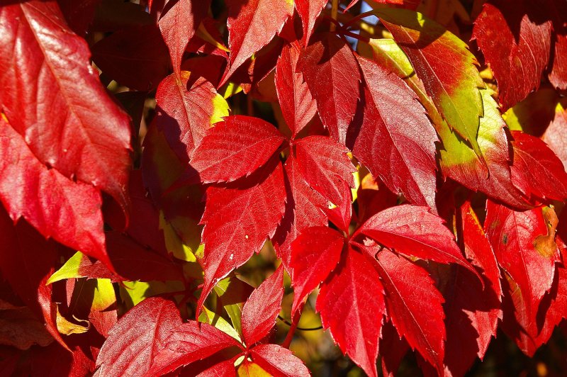 Кустарникик с красными листьями