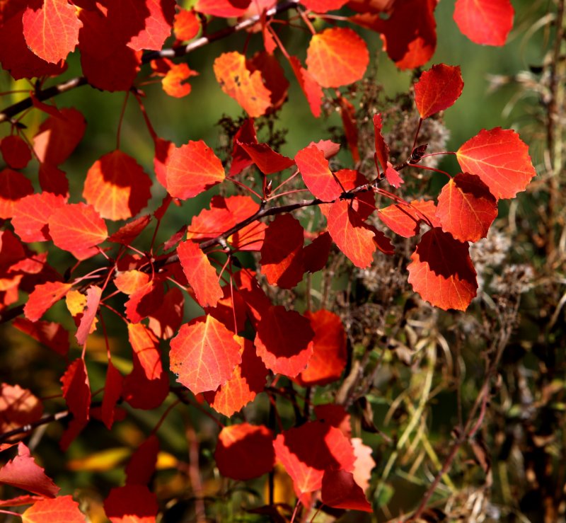 Плющ с краснеющими листьями