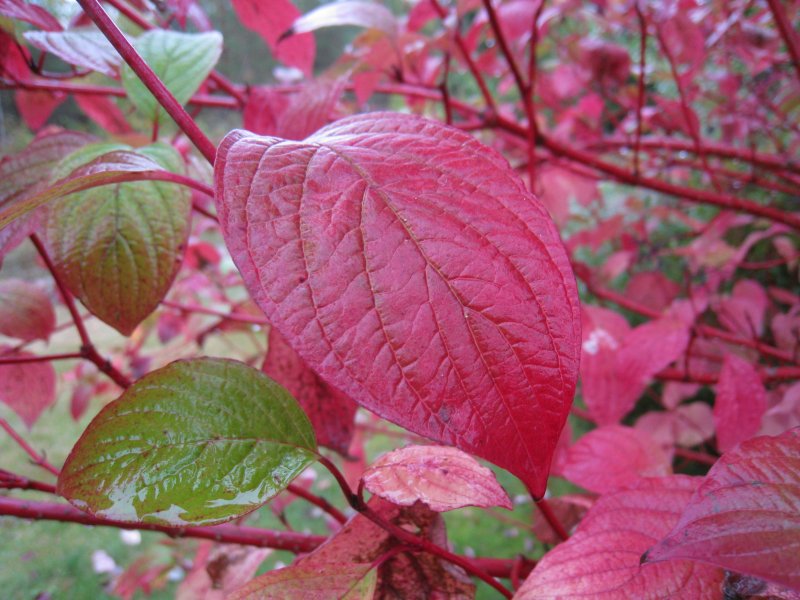 Куст с краснеющими листьями осенью