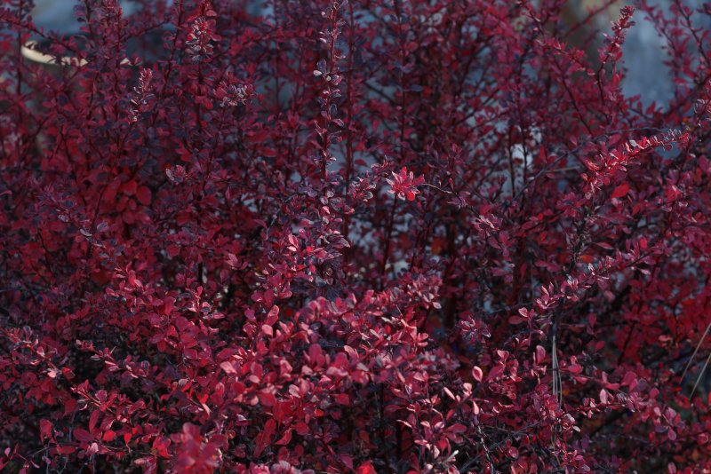 Кустарник с красноватыми листьями