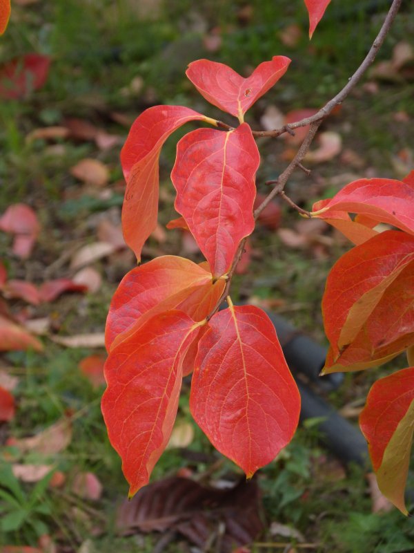 Клен красный с резными листьями