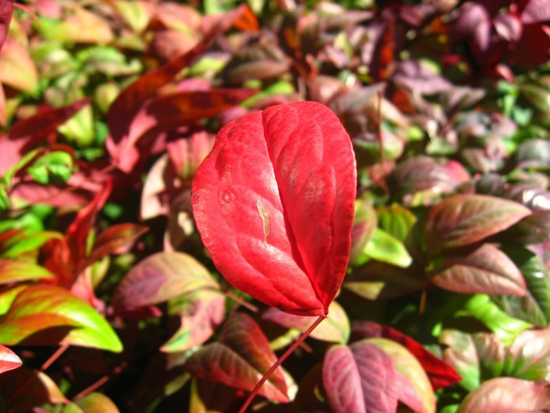 Дерен с красными листьями