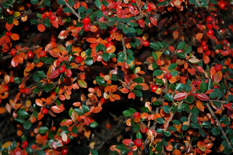 Веерный клен Атропурпуреум (Acer palmatum Atropurpureum)