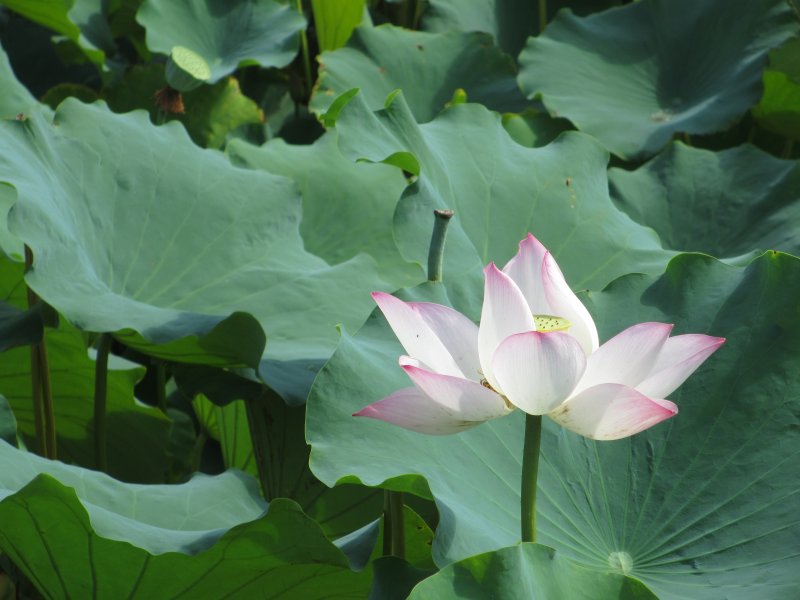 Листья лотоса Lotus Folium
