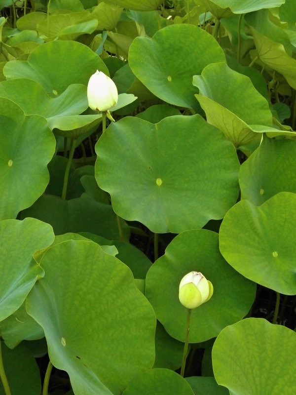 Листья лотоса Lotus Folium