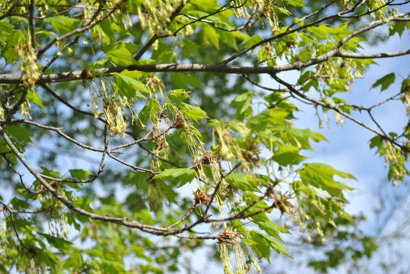 Клен ясенелистный дерево