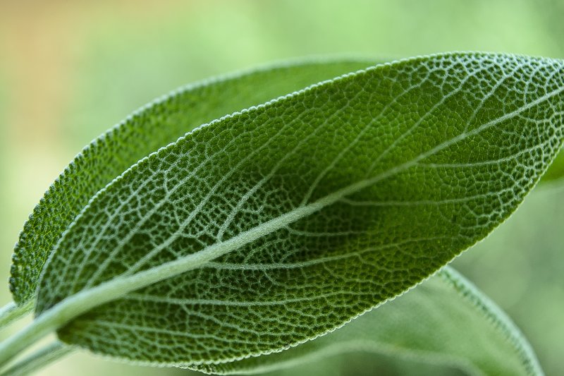 Salvia officinalis лист