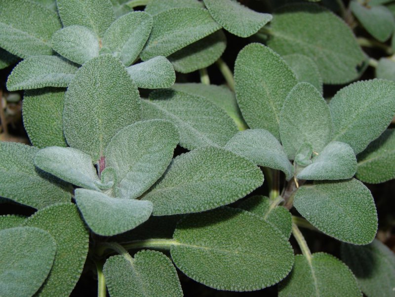 Шалфей лекарственный с серыми листьями