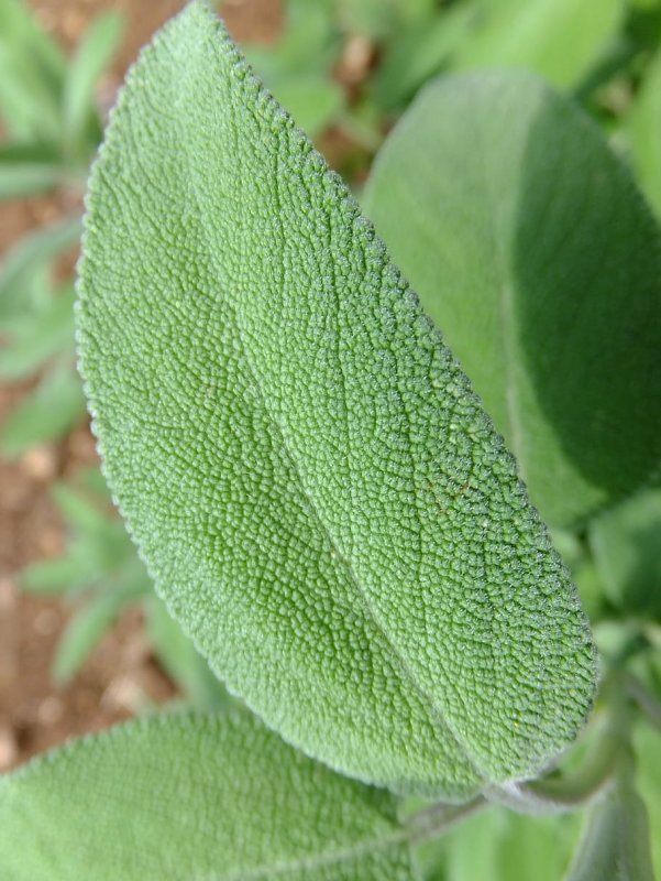 Шалфея листья Salvia