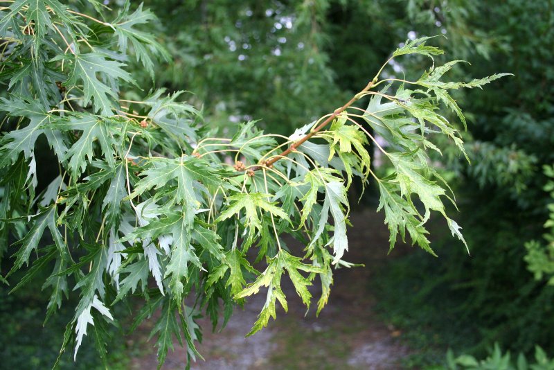 Acer saccharinum laciniatum Wieri