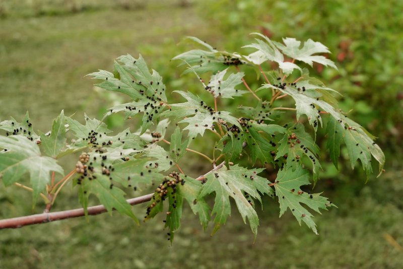 Acer saccharinum клен