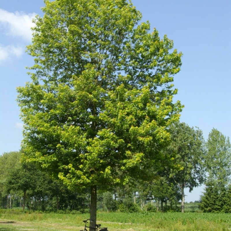 Клен сахаристый (серебристый) Acer saccharinum