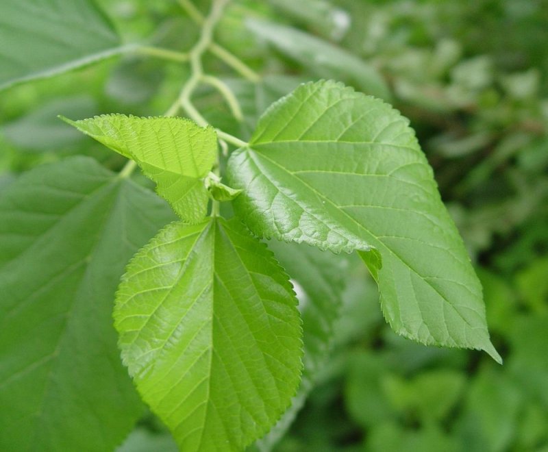 Шелковица крупнолистная лист
