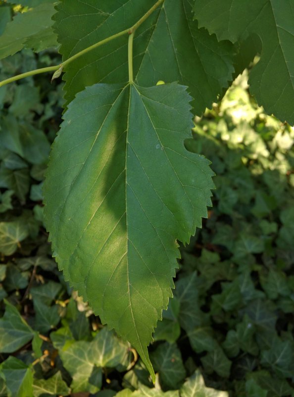 Листья тутовника осенью