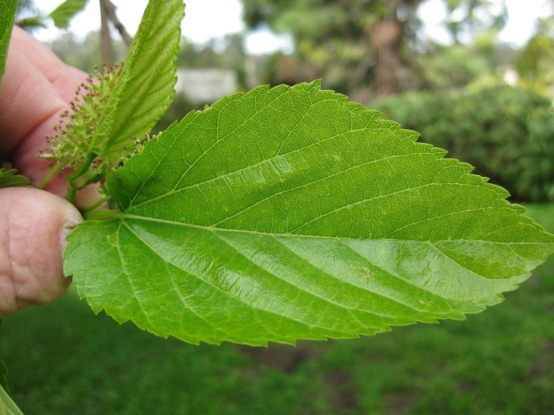 Morus Alba шелковица белая листья