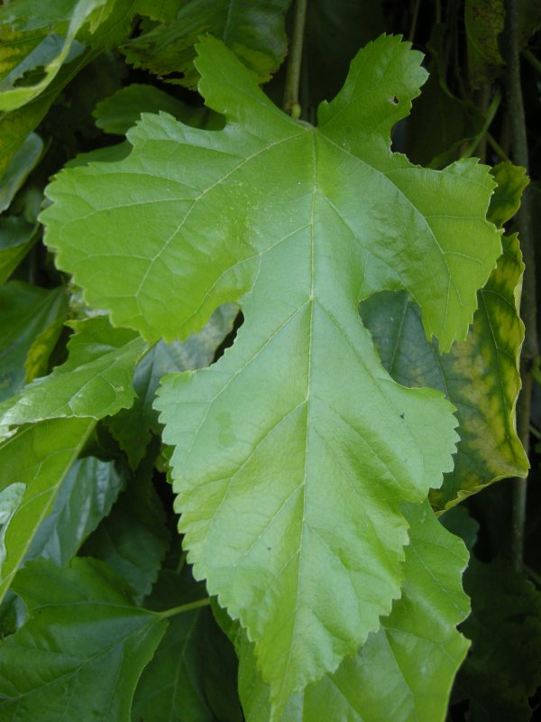 Шелковица Морус Альба листья