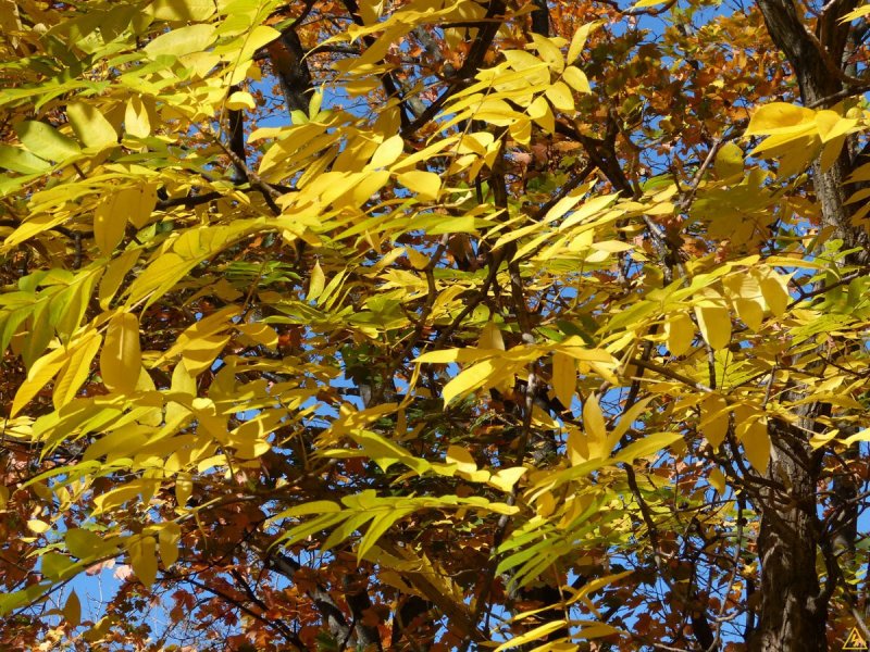 Ясень обыкновенный осенью листва