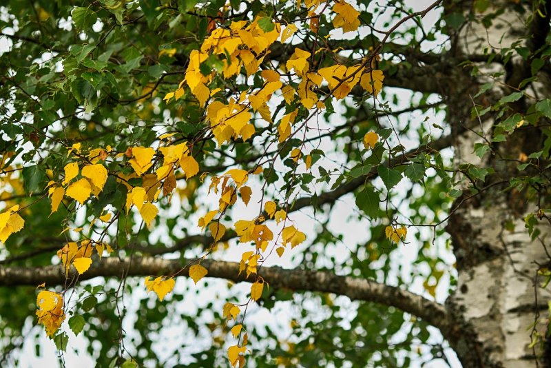 Осенняя ветка березы