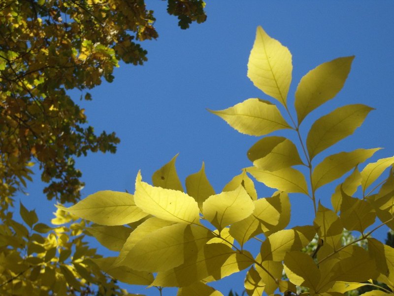 Дерево с желтыми листьями в сентябре
