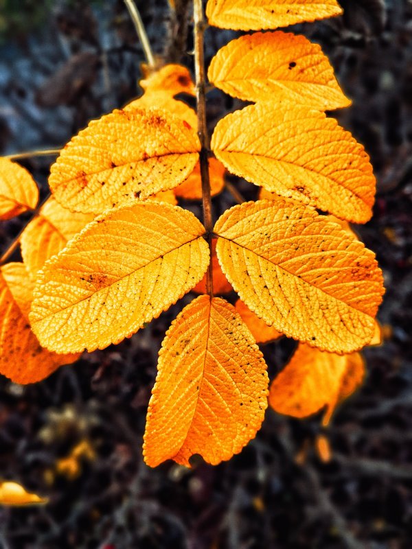 Листья ясеня осенью