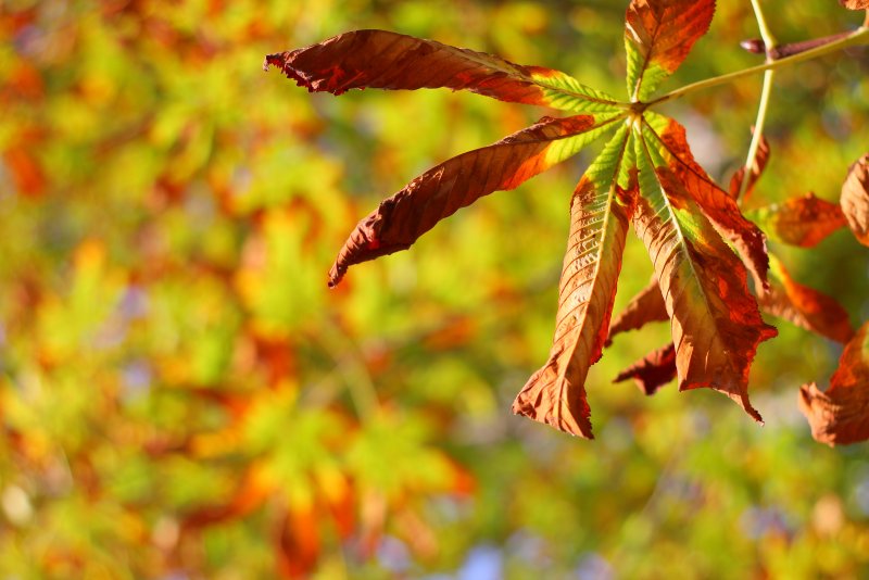Осенний лист ясеня