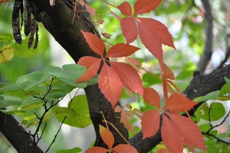 Ясень дерево листья осенью