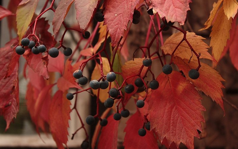 Дикий виноград с красными листьями