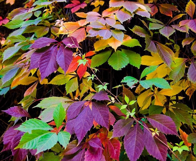 Осенние листы девичий виноград