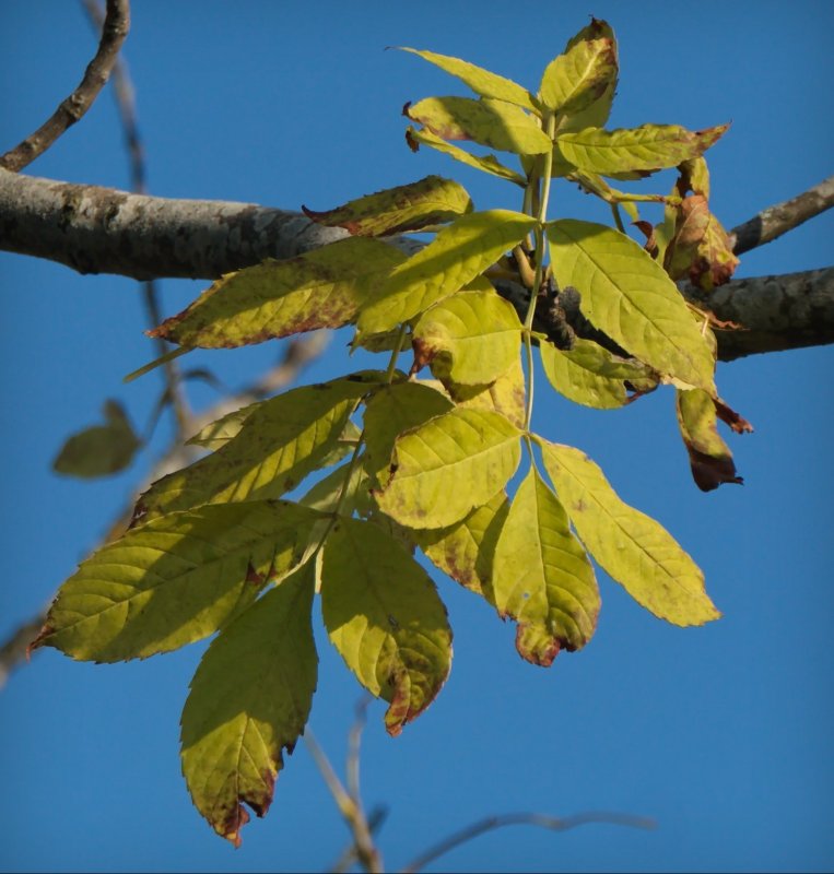 Ясень дерево листья осенью