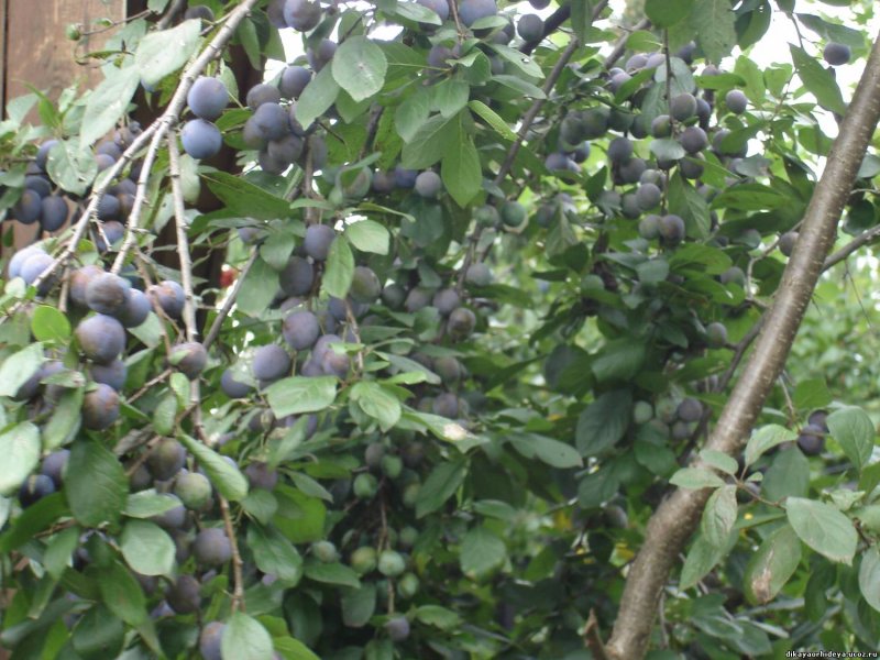 Слива колючая (Терн) (Prunus spinosa)