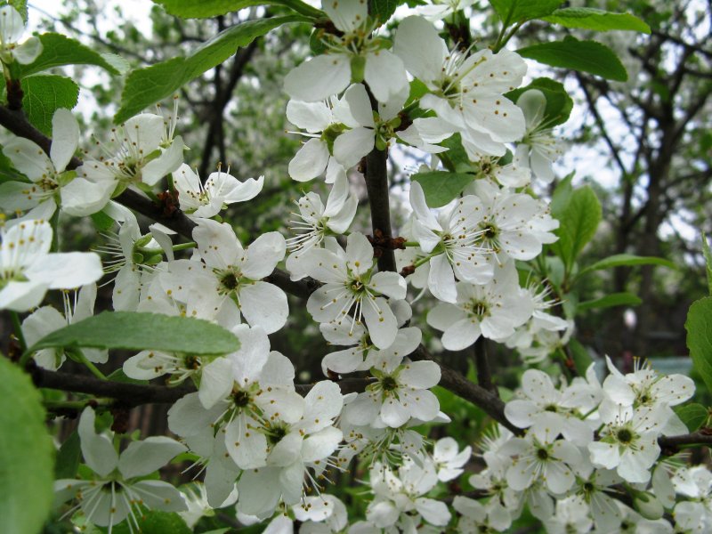 Prunus_spinosa фото