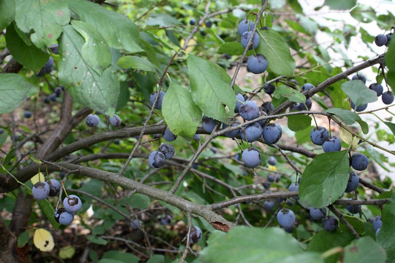 ; Prunus insititia l. – слива Терновая, тернослива