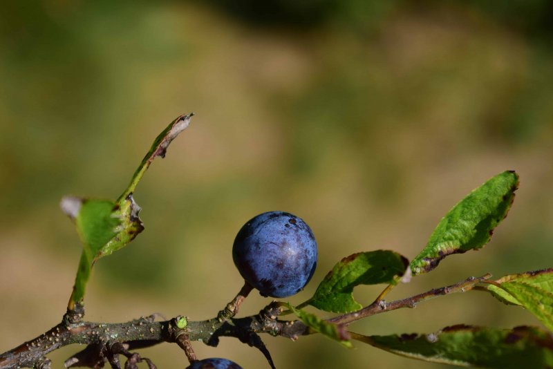Prunus spinosa бутоны
