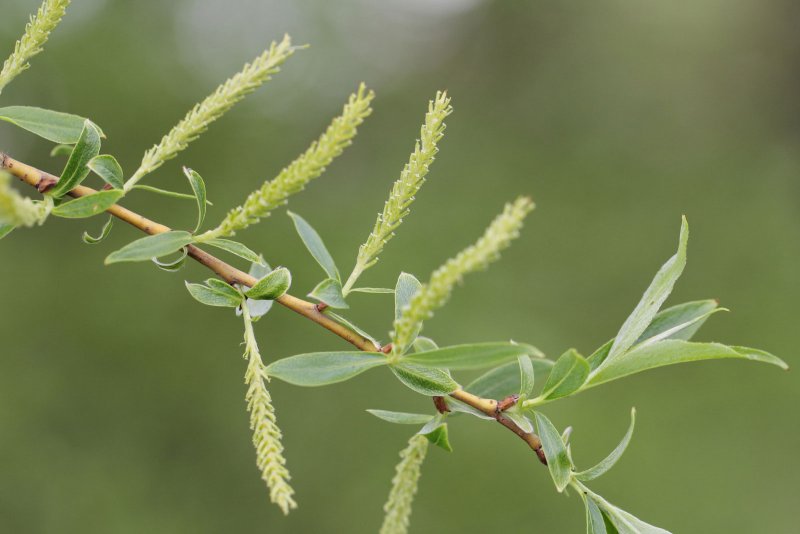 Ива ломкая Salix fragilis