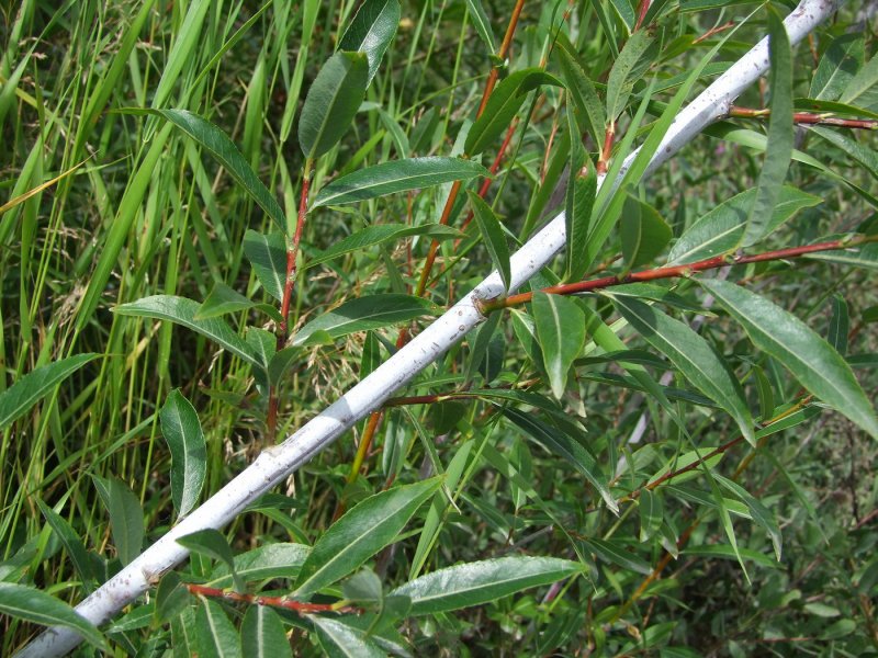 Ива ломкая (Salix fragilis) «bullata»