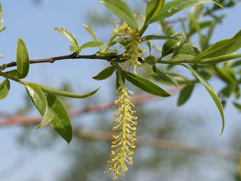 Ива ломкая (Верба, Ракита) – Salix fragilis