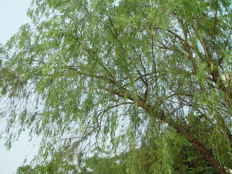 Ива белая (Salix Alba)