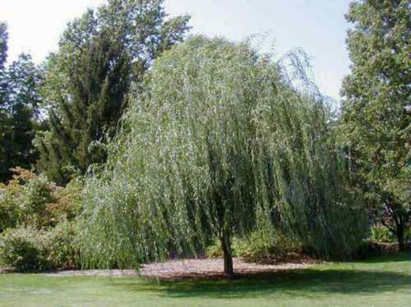 Ива белая (Salix Alba)