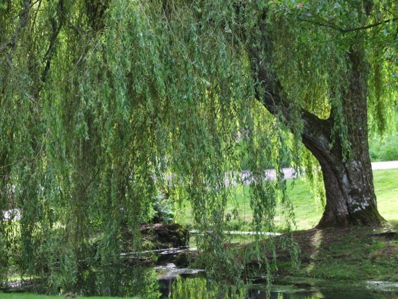 Ива ломкая (шаровидная) Salix fragilis