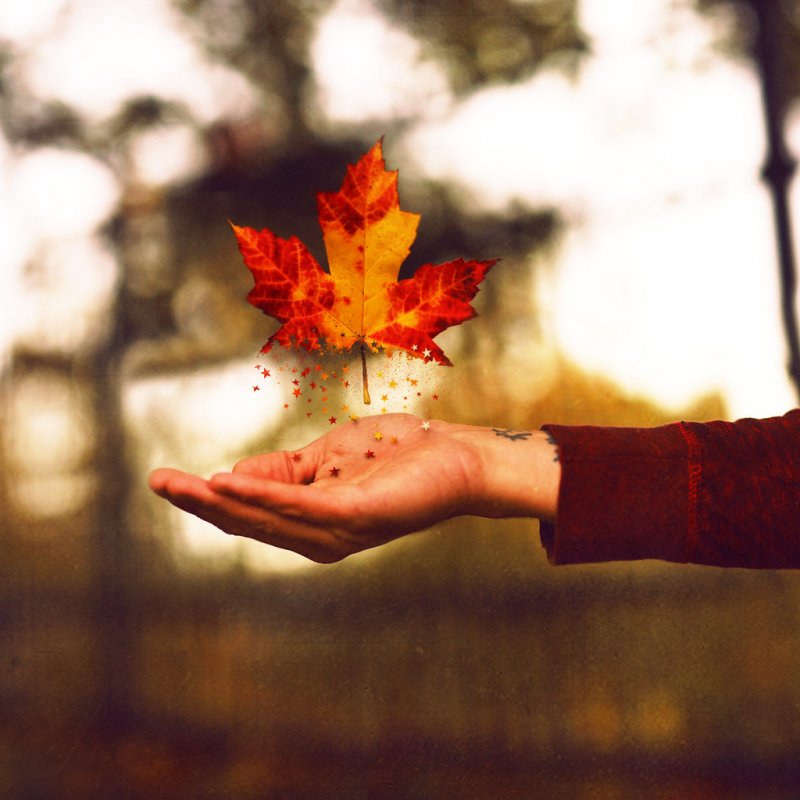 Осенние листья в руках девушки
