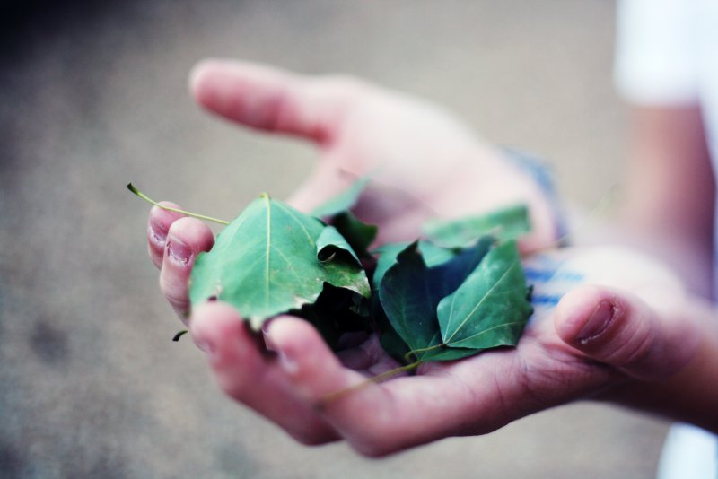 Осенний листок в руке