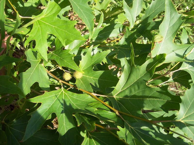 Platanus orientalis дерево