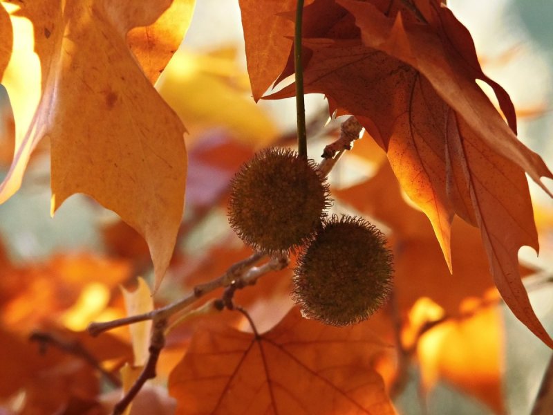 Листья Чинара осенью