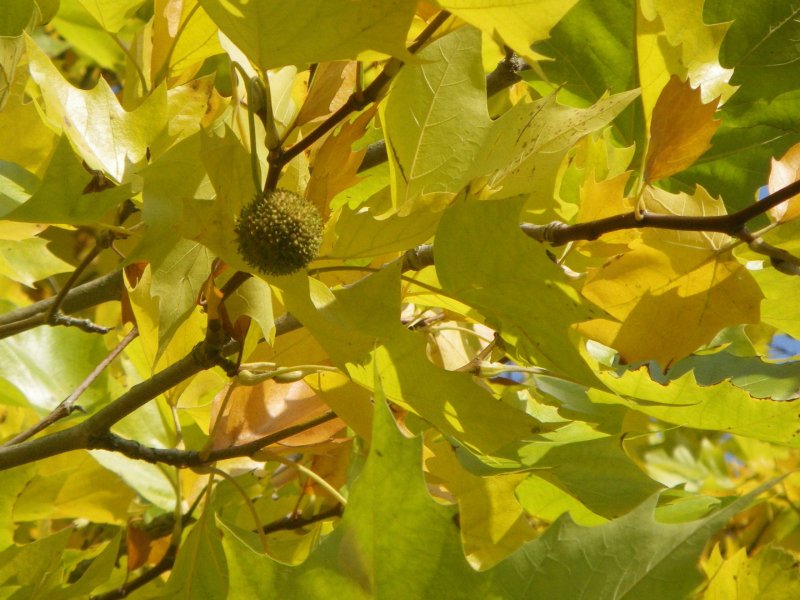 Платан Восточный листья