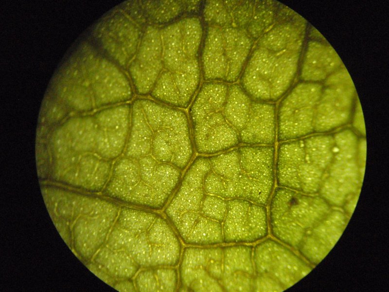 Клетки листа элодеи под микроскопом