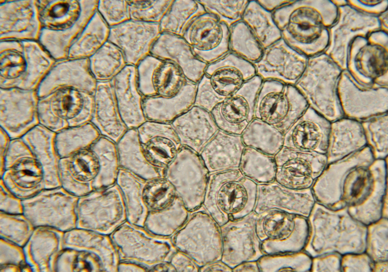 Лист под микроскопом