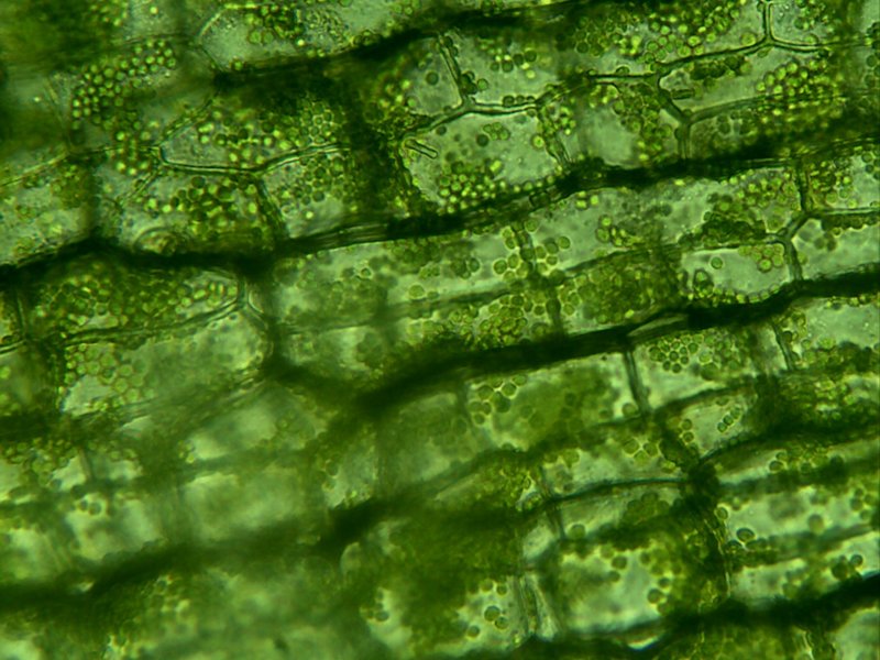Клетки листа элодеи